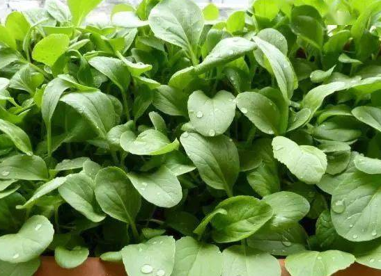 家庭适合种什么菜