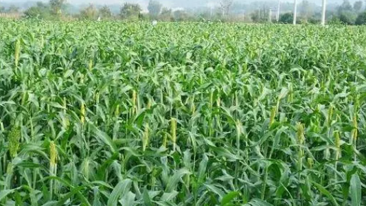 北方坡地适合种什么