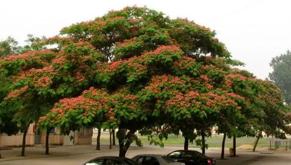 院里适合种什么树