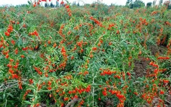 种枸杞适合什么土壤