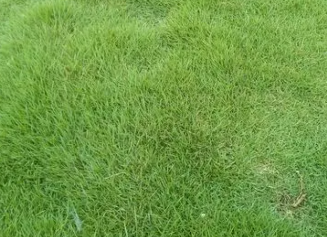 北方适合种什么草坪