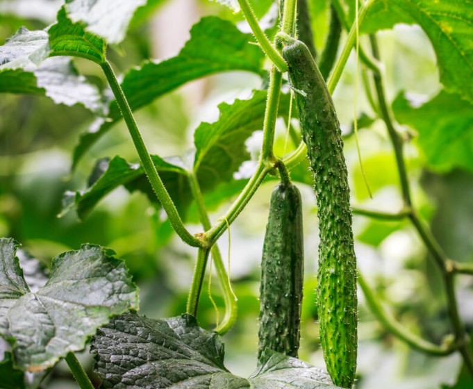 立秋前后适合种什么