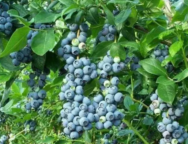广东适合种什么蓝莓