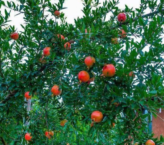 门前适合种什么果树