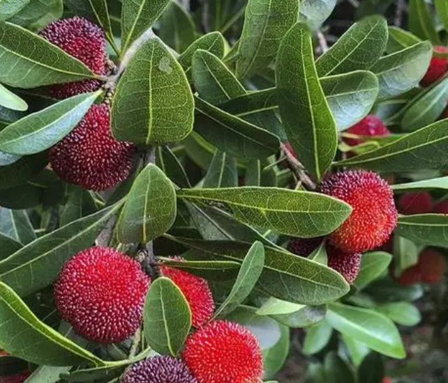 宁波适合种什么水果