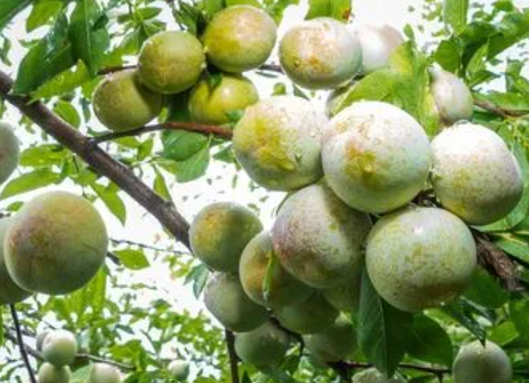 夏天适合种什么水果