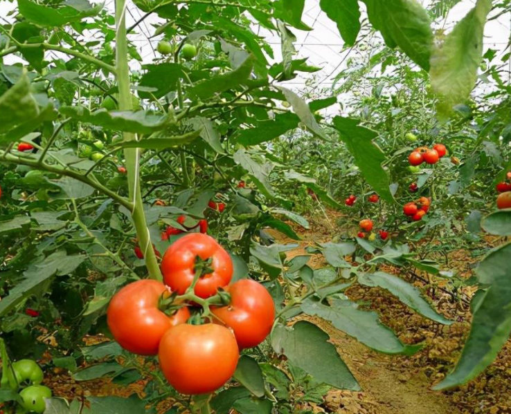 大棚适合种什么水果