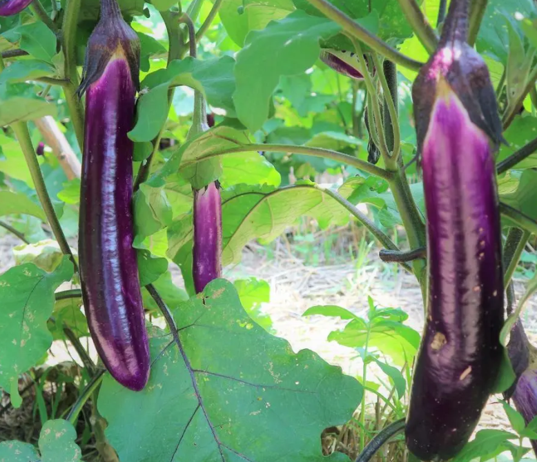 春夏适合种什么蔬菜