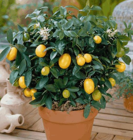 花盆适合种什么水果