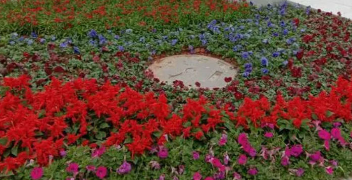 学校适合种什么花