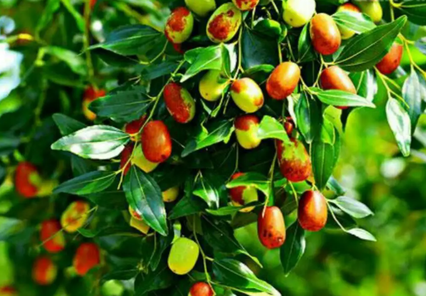 南方适合种什么枣树