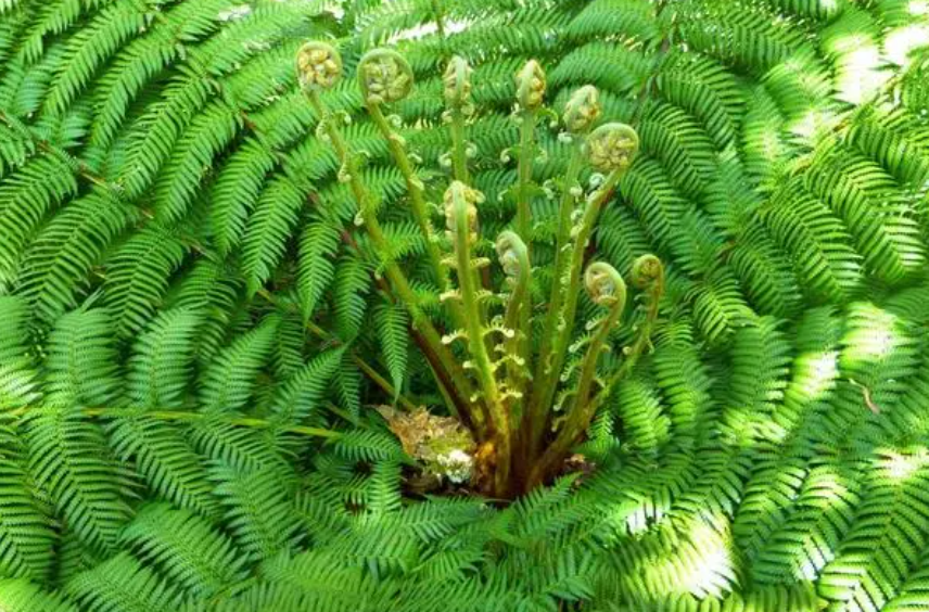 树阴下适合种什么