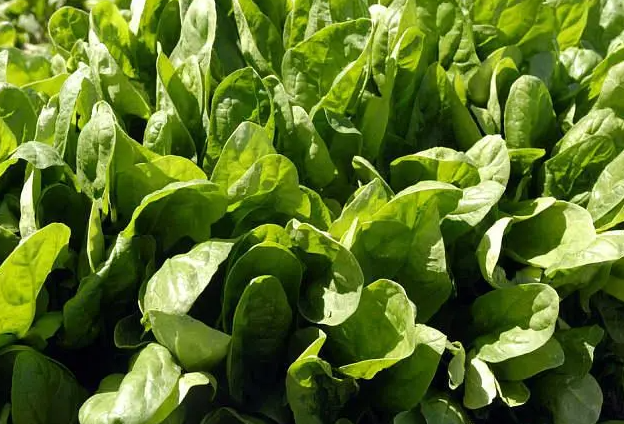 春天适合种什么青菜