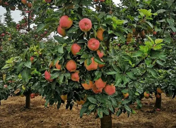 后院适合种什么果树