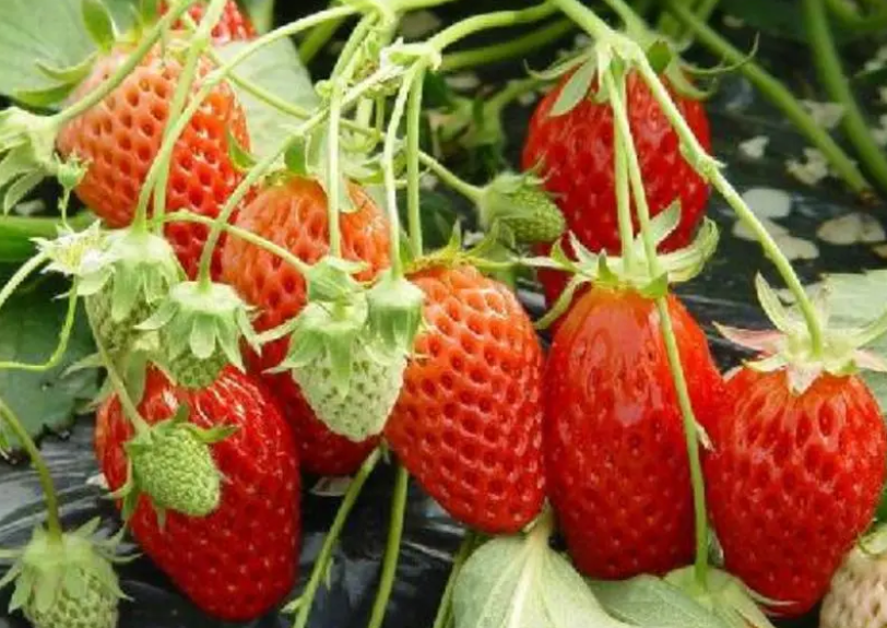 南方适合种什么草莓