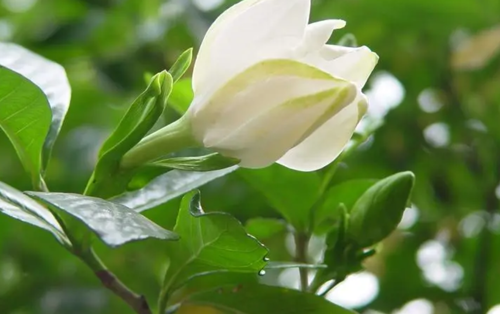 栀子花适合用多大的盆种