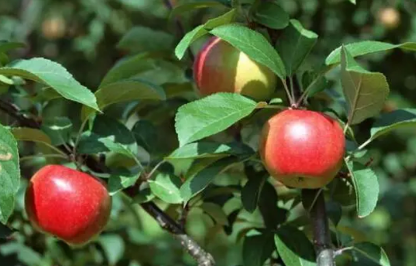 长春适合种什么果树