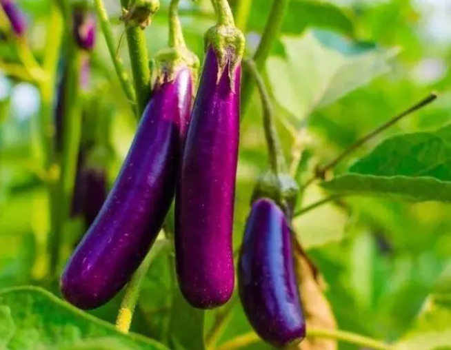 五一适合种什么菜