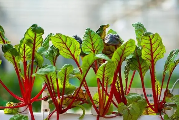 什么菜适合纸上种