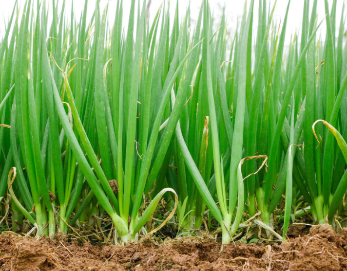 立秋适合种什么蔬菜