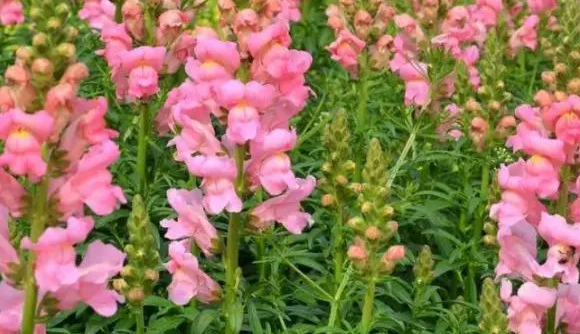 秋天适合种什么种子