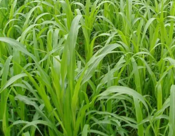 河南适合种什么牧草