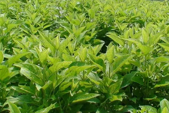 贵州适合种什么药材