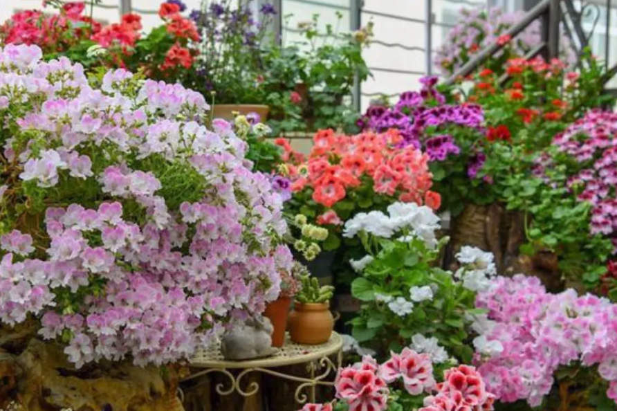 小院适合种什么花草