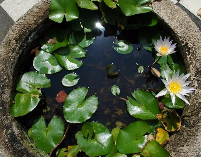 水缸适合种什么植物