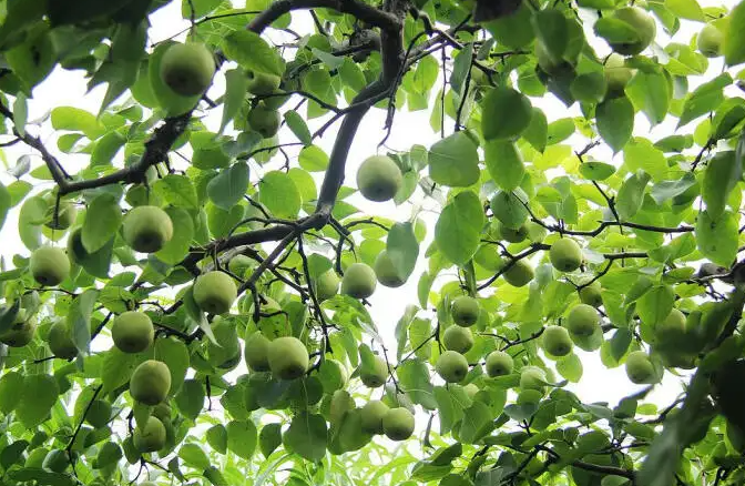 院子适合种什么果树