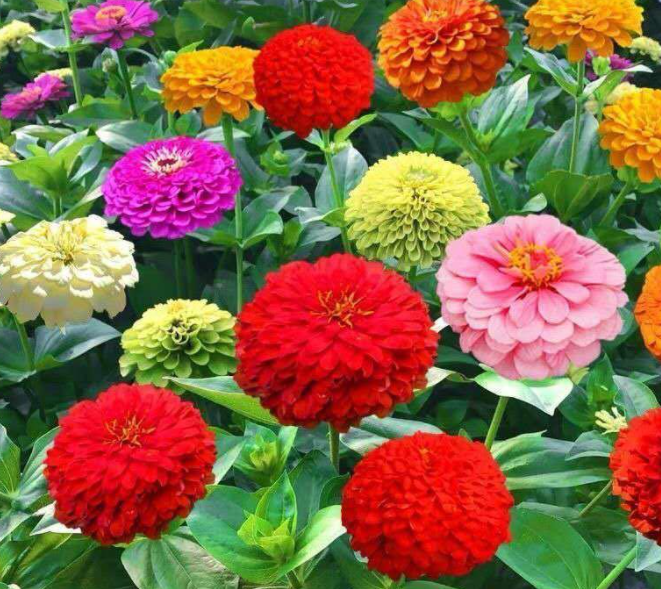 现在适合种什么花籽