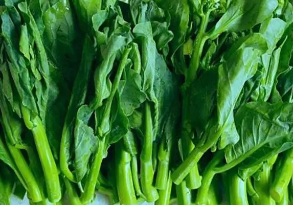 南方适合种什么菜