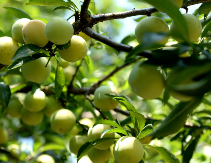 贵州适合种什么水果
