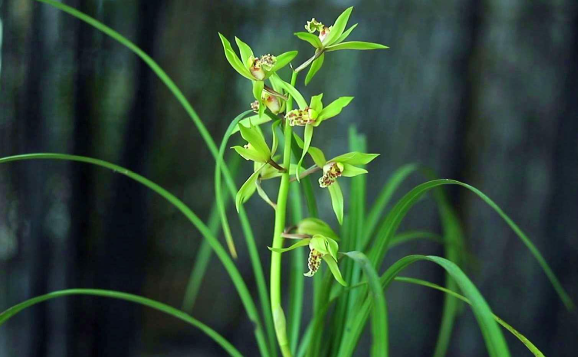 种兰花用多大的盆种