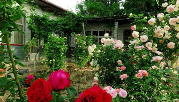 小院适合种什么花