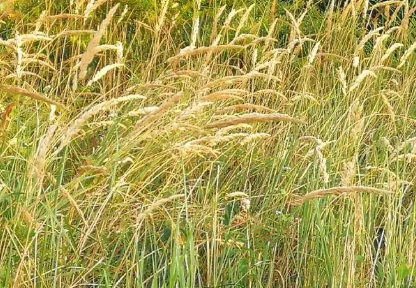 秋天适合种什么草