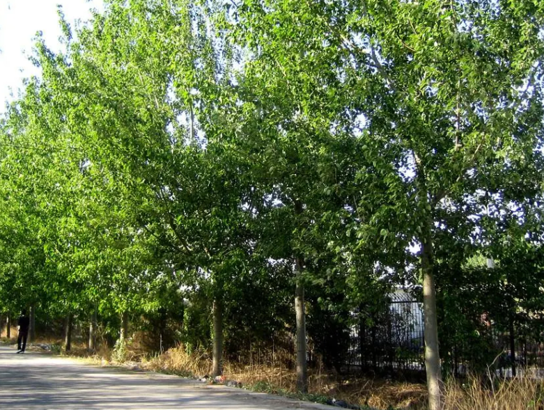 黄土适合种什么树