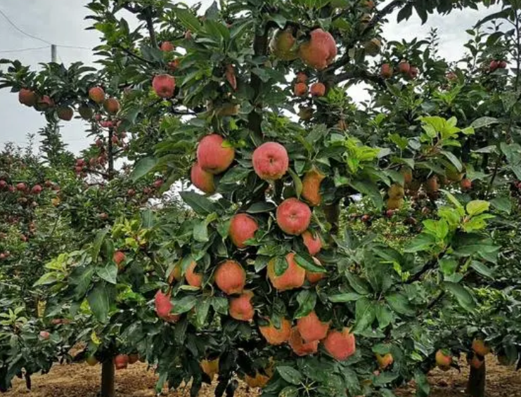 家后院适合种什么果树