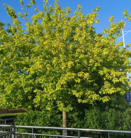 5月适合种什么树