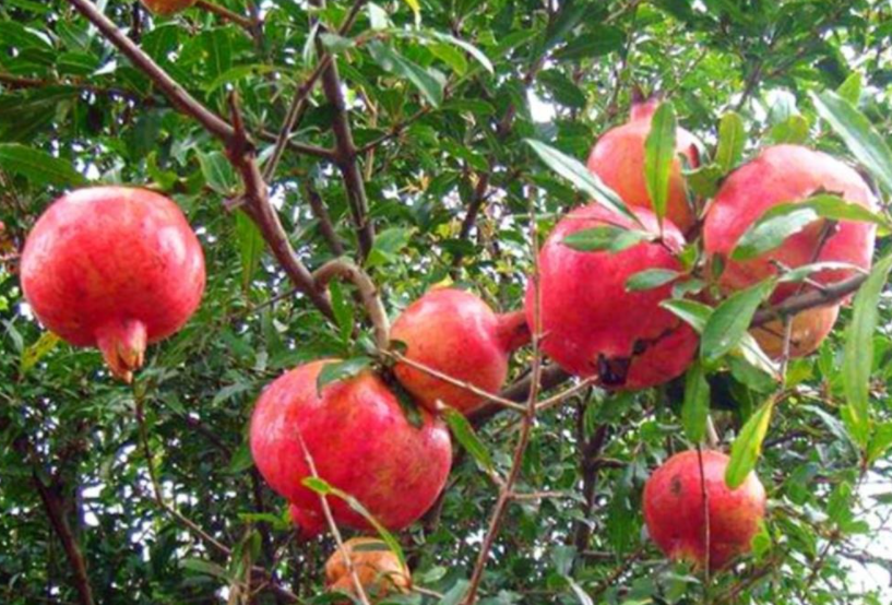 什么果树适合种院子里