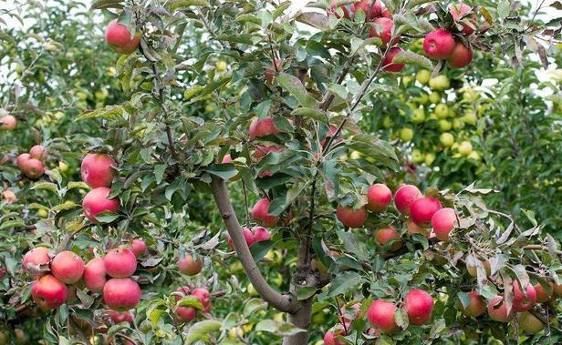 石家庄适合种什么果树