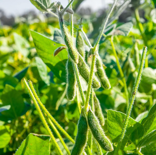 干旱的地方适合种什么