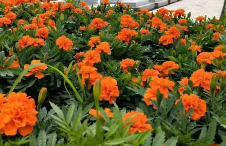 坟墓上适合种什么花