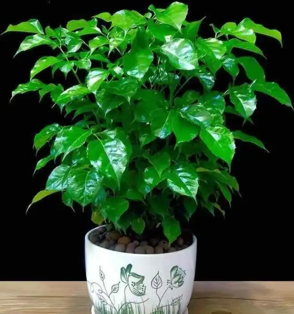 高层阳台适合种什么树