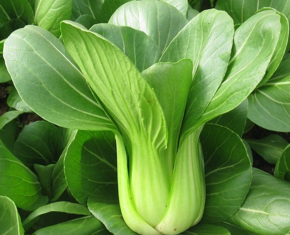 现在适合种什么菜春天