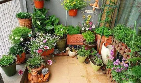 阳台上适合种什么盆栽