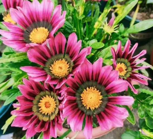 南方秋季适合种什么花