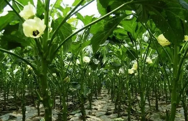 秋葵适合什么时候种