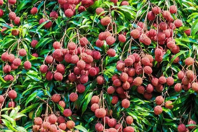 9月适合种什么水果