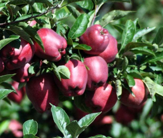 果树地里适合种稙什么